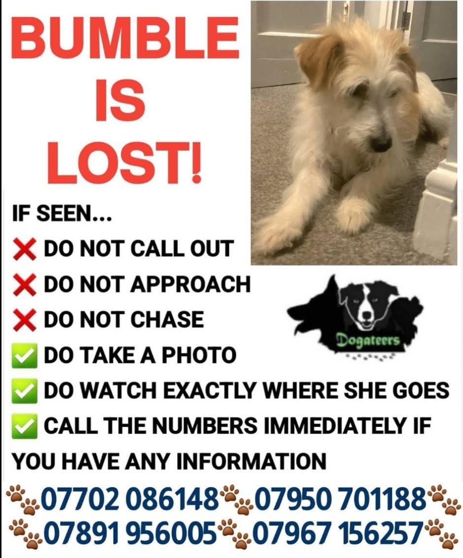 MissingPetsGB's tweet image. 🐕 BUMBLE is a very frightened rescue who only went to her new home on Sunday.
On Monday 24 November 2025, she escaped the front door, bolted &amp;amp; ran off in a panic. Bumble is #missing She&apos;s only had her name for three weeks.
Area-Rear of Ford End recreation #Chelmsford #Essex #CM3