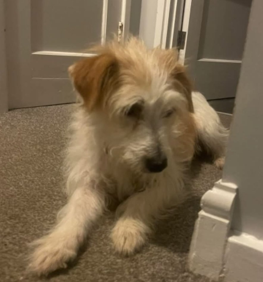 MissingPetsGB's tweet image. 🐕 BUMBLE is a very frightened rescue who only went to her new home on Sunday.
On Monday 24 November 2025, she escaped the front door, bolted &amp;amp; ran off in a panic. Bumble is #missing She&apos;s only had her name for three weeks.
Area-Rear of Ford End recreation #Chelmsford #Essex #CM3