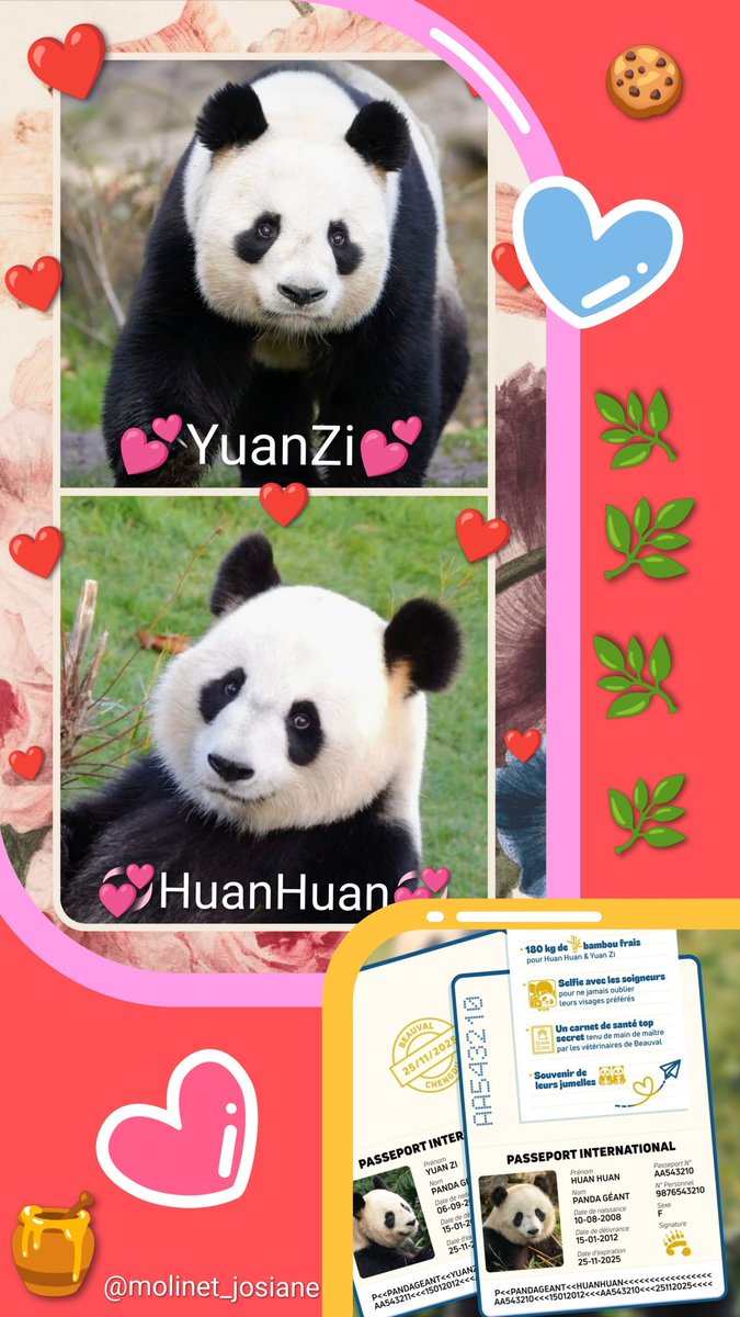 molinet_josiane's tweet image. ❤️🐼🐼🇫🇷Our #pandas couple #HuanHuan🐼💞+#YuanZi🐼💕,after 13 years spent in France 🇫🇷,have left for China! We love them so much❤️! Thanks to both of them for all the joys they made us live! We wish them a good life in China!#LoveHuanHuan🥰🐼🫶 #LoveYuanZi🥰🐼🫶
@molinet_josiane