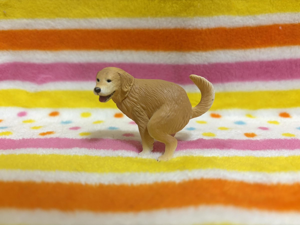 tibi_makiusa's tweet image. 11月25日、たまたまSNSで見てから、ずーっと欲しかった『ふんばり〜ぬ2』遂に巡り会えました‼️
以前ラブラドールレトリーバーを飼っていたので、ゴールデンレトリーバー狙いで、くじ運いいにーちゃんにガチャガチャを回してもらったところ、ゴールデンレトリーバーが‼️
うれしー＼(^o^)／