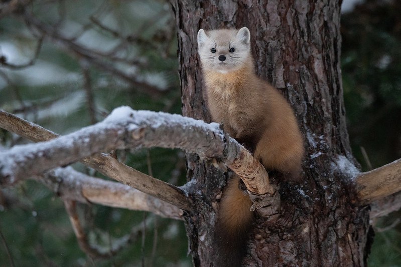 [🔗](api.tinyfox.dev/hourly/pinemar…)