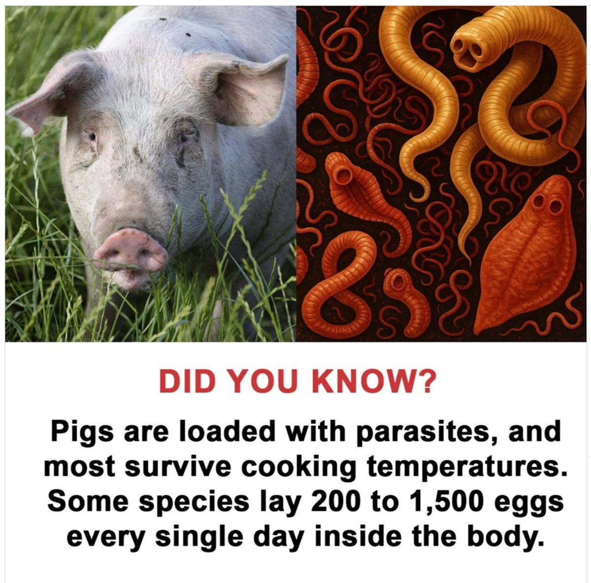 David Wolfe tweet media