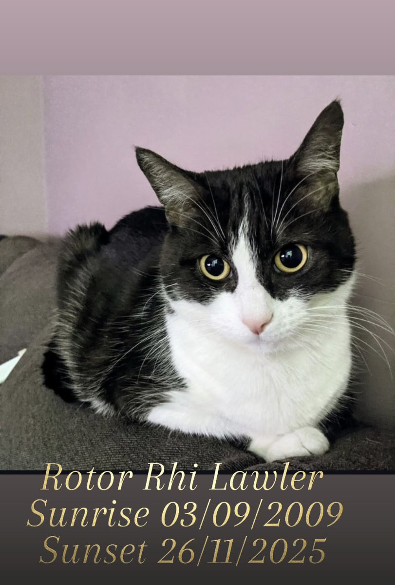 RotaryPoweredRX's tweet photo. My sweet baby girl, you were by my side for a short time of my life but I loved you for your whole life. 
I will miss you and love you everyday until I see you again. 
I hope you find Oscar and are now at peace. 
My Princess....sweet 16 forever ❤️ https://t.co/860EZczsxX