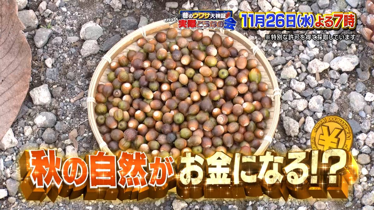 dounanokai's tweet image. #佐々木大光（#KEYTOLIT）が
秋の自然を拾いまくってお金💴にかえる💪
無我夢中で拾い続けた結果は…いかに⁉️
#それって実際どうなの会