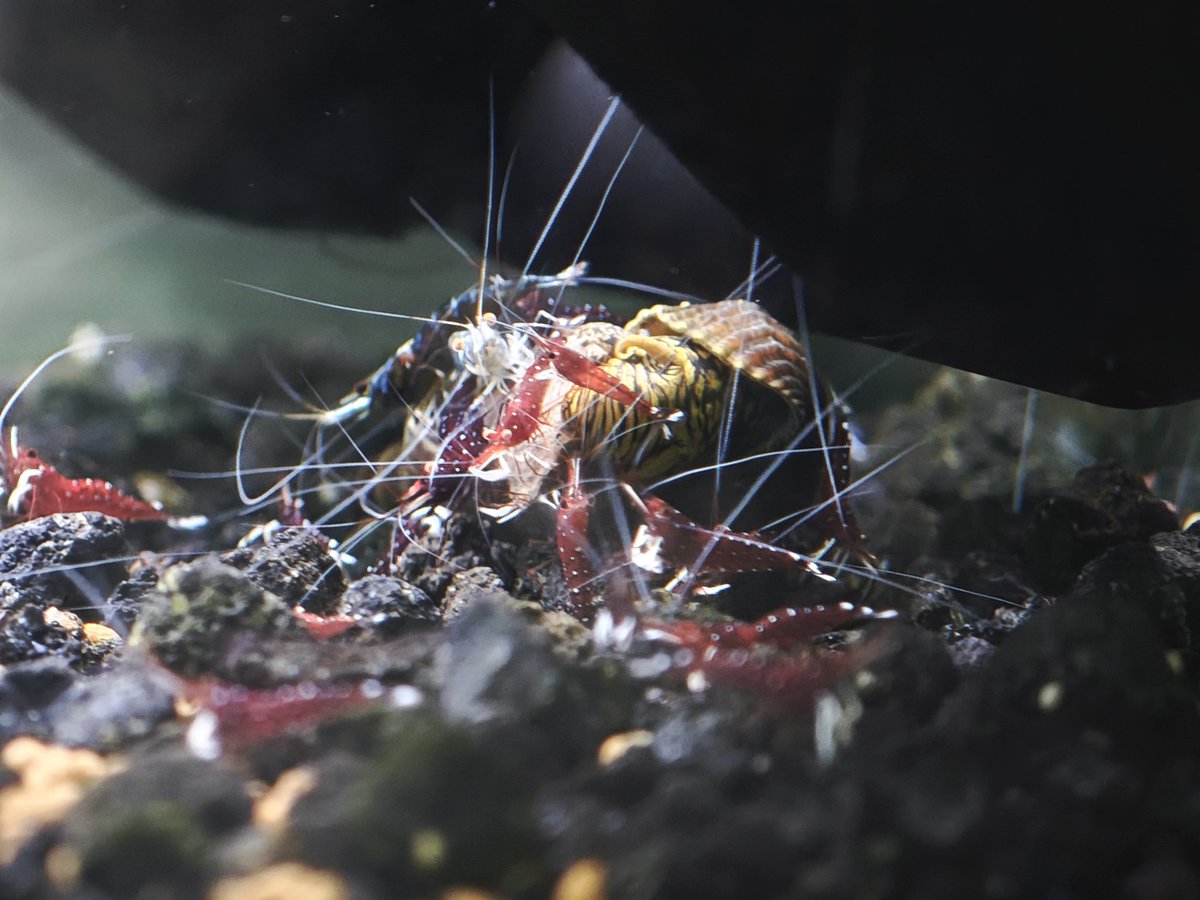 untaebi's tweet image. スラウェシもある程度増えて活性が上がると表に出てきてくれてエビ団子がみれますね🦐
良き良き😉