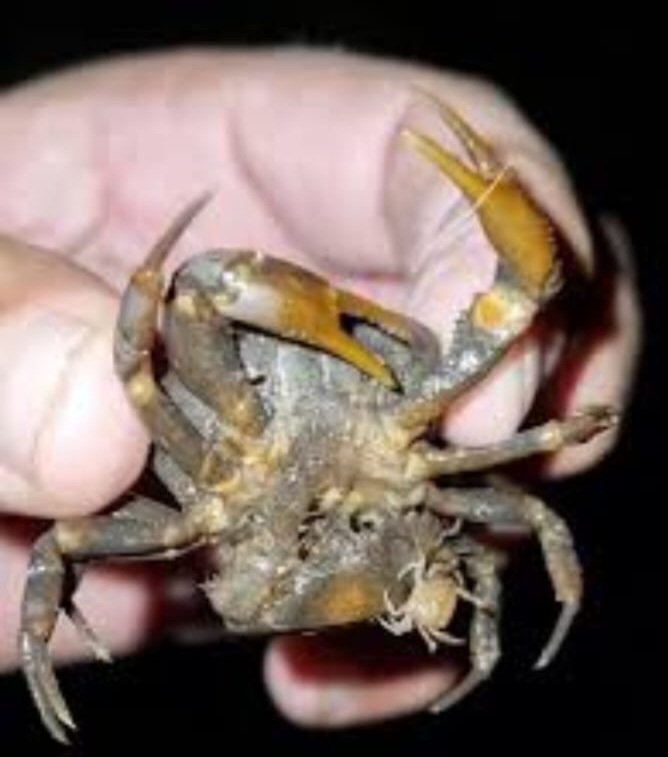 Y entonces... Se quedó en el limbo e impunidad de gavetas desCARadamente este caso donde se invadió el hábitat del cangrejo sabanero, es decir, se construyó sobre la ronda hídrica de la Quebrada La Innominada en La Calera Cundinamarca ??
 
Para que trazablemente "no se hagan más