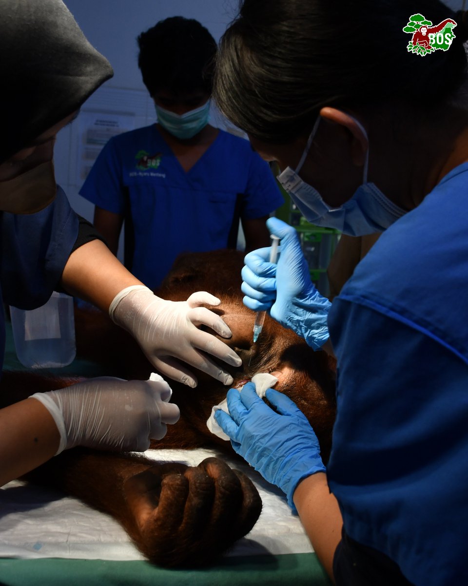 bornean_OU's tweet image. #OpenRecruitment 

Join the mission to protect orangutans and Indonesia’s forests!

BOS Foundation is now hiring for Veterinarian and Biodiversity Officer positions!