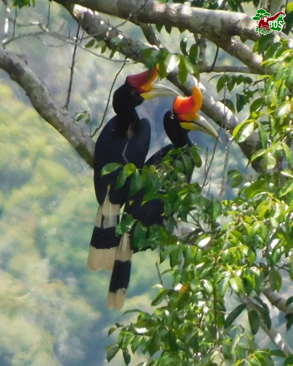 bornean_OU's tweet image. #OpenRecruitment 

Join the mission to protect orangutans and Indonesia’s forests!

BOS Foundation is now hiring for Veterinarian and Biodiversity Officer positions!