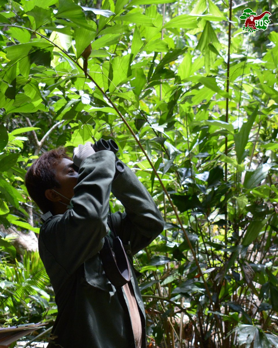 bornean_OU's tweet image. #OpenRecruitment 

Join the mission to protect orangutans and Indonesia’s forests!

BOS Foundation is now hiring for Veterinarian and Biodiversity Officer positions!