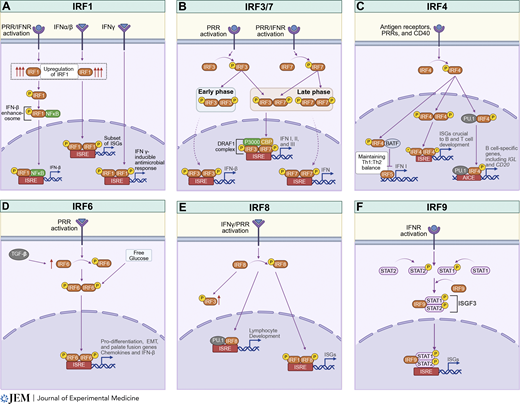 LabWaggoner's tweet image. Review @JExpMed @TurveyLab
Monogenic disorders of the IRF transcription factors
rupress-org.uc.idm.oclc.org/jem/article/22…