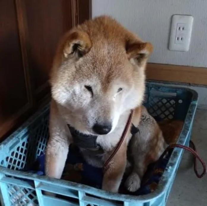 自然生活🐶🐱🕊迷子犬猫鳥迷子保護RT~リプの通知が来ないことがあります tweet media
