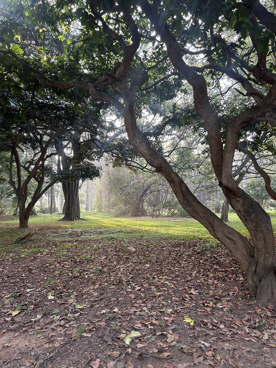 hemsdoc's tweet photo. #lalbagh mornings!…..
Hands up …
those who would like to see these beauties replaced with a tunnel road with cars….?
Lalbagh….the last bastion of our fast disappearing“garden city”…..save it at all costs!
#bengaluru #bangalore @Tejasvi_Surya #savelalbagh @PCMohanMP #bengalurutunnelroadproject @DKShivakumar @ravikeerthi22 @ChristinMP_
#southbengaluru #bengaluru #trees #walks