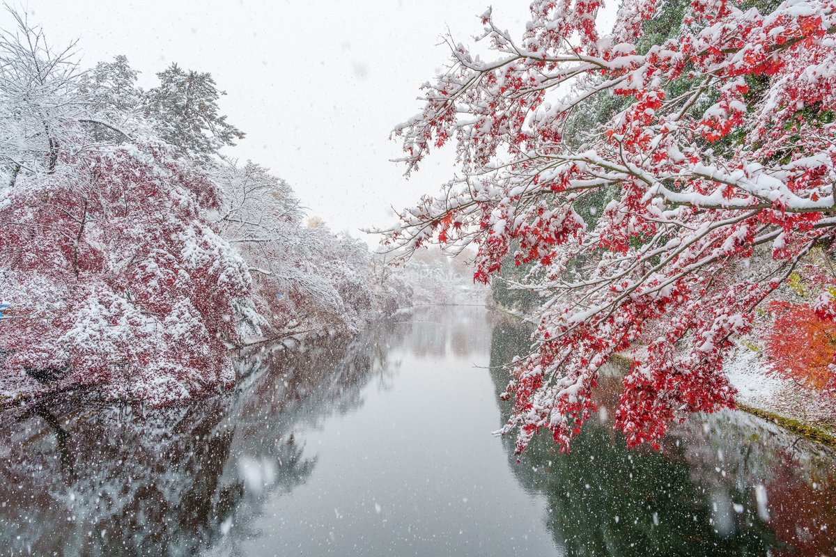 KenKenPhoto's tweet image. 弘前公園の紅葉と雪のコラボがすごいので見て！
