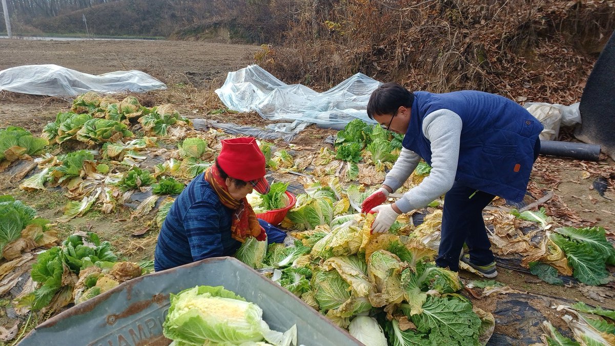2025년 11월 26일 수요일 김장 준비