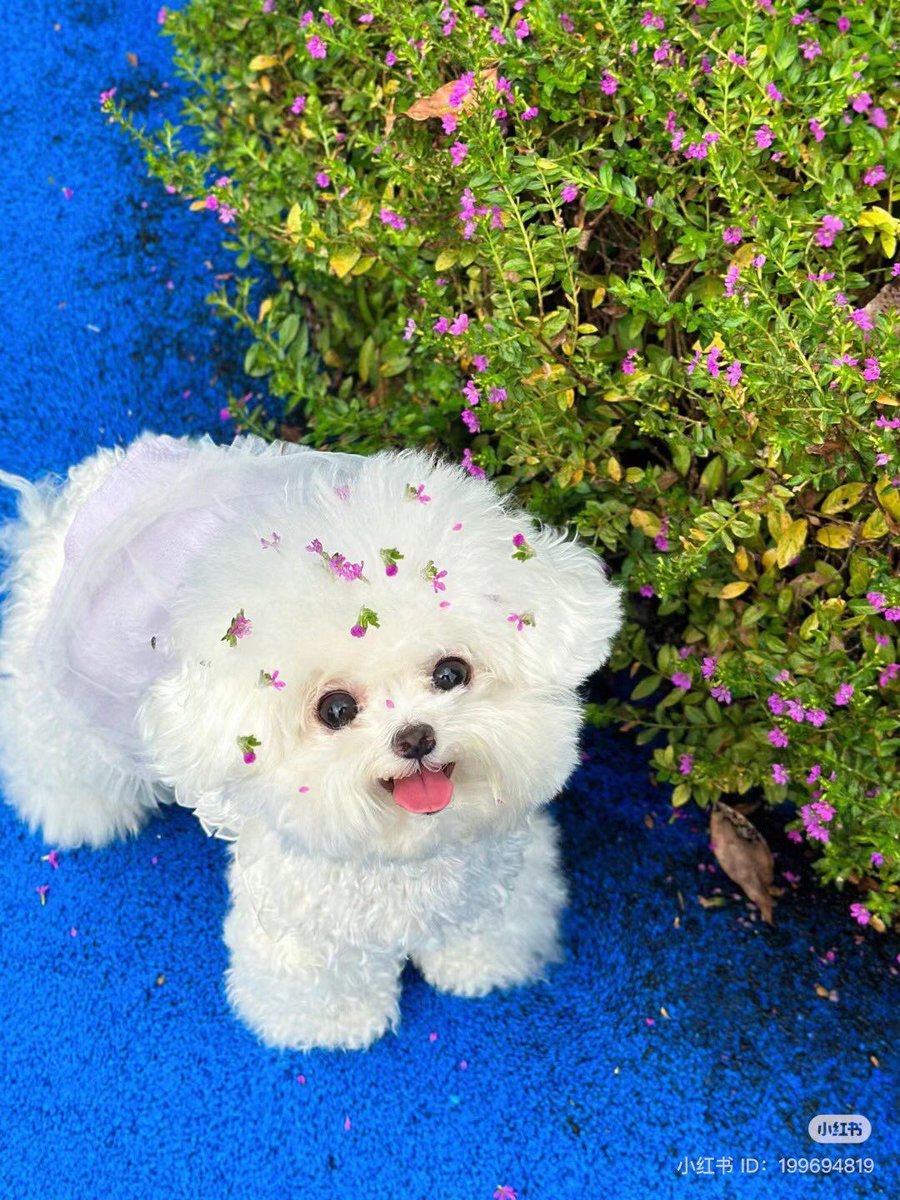 💖 (@twaniimals) on Twitter photo 