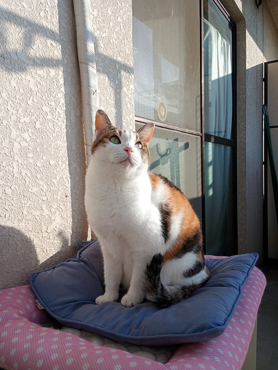 cs_tora's tweet image. さう子が居ると部屋に入ってこないのすさん。昨夜はこたつに潜って寝てました。
ストーブを独り占めするさうちゃん
少しでも暖かい場所き移動します
頑張ってお薬💊飲んでるから良くなって欲しいなぁ