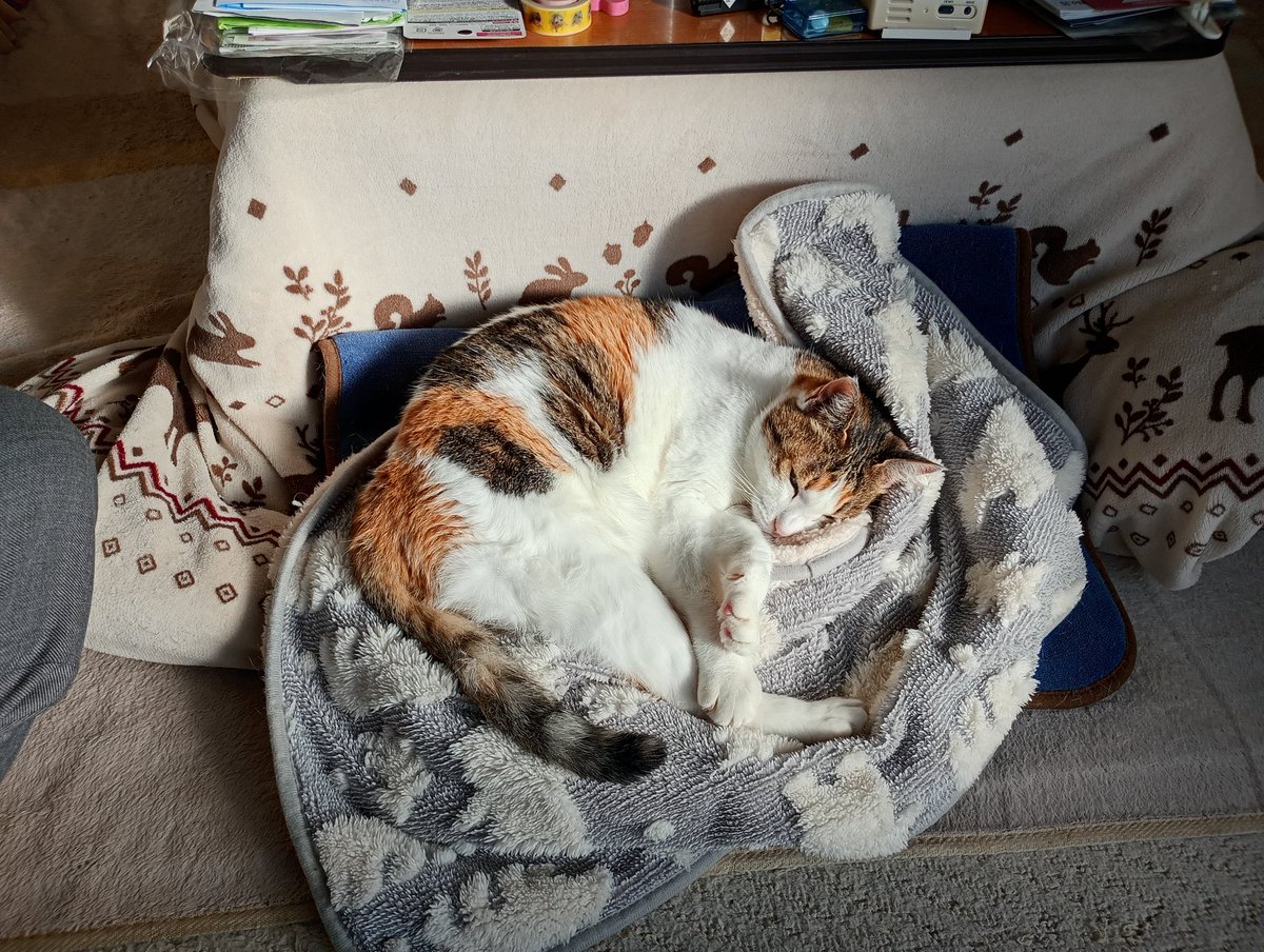 cs_tora's tweet image. さう子が居ると部屋に入ってこないのすさん。昨夜はこたつに潜って寝てました。
ストーブを独り占めするさうちゃん
少しでも暖かい場所き移動します
頑張ってお薬💊飲んでるから良くなって欲しいなぁ