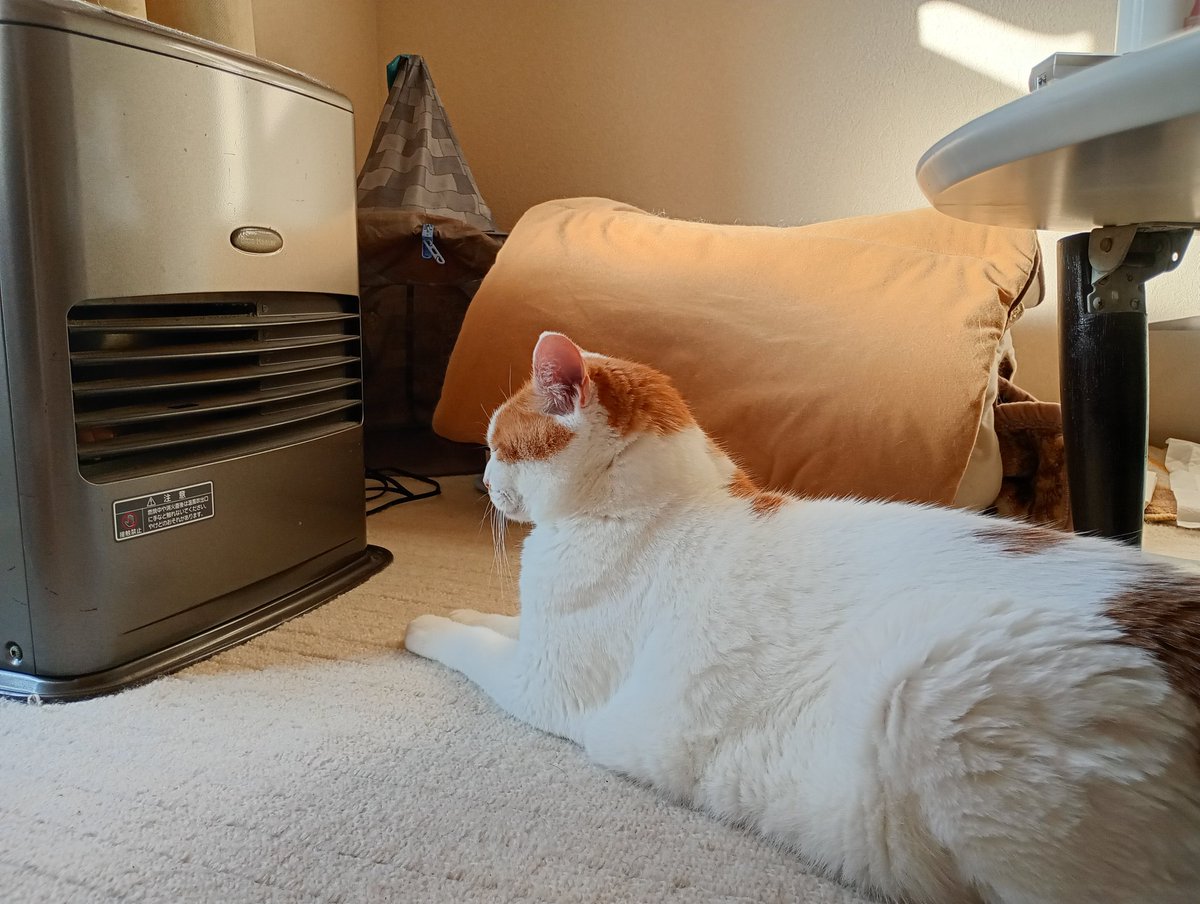 cs_tora's tweet image. さう子が居ると部屋に入ってこないのすさん。昨夜はこたつに潜って寝てました。
ストーブを独り占めするさうちゃん
少しでも暖かい場所き移動します
頑張ってお薬💊飲んでるから良くなって欲しいなぁ