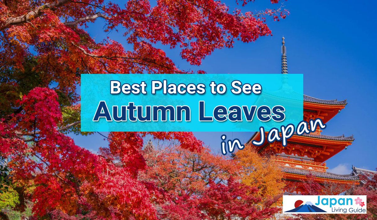 JLivingGuide's tweet image. While spring cherry blossoms are a common association with Japan, the #autumn #foliage is equally as beautiful and just as popular among domestic tourists. In this article, we will introduce you to 10 best places to enjoy viewing autumn leaves in #Japan.
japanlivingguide.com/lifestyle/trav…