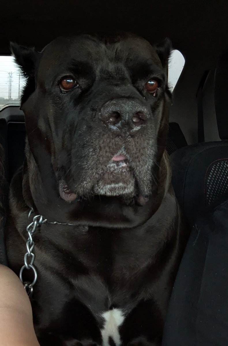 Before/After my baby Daisy