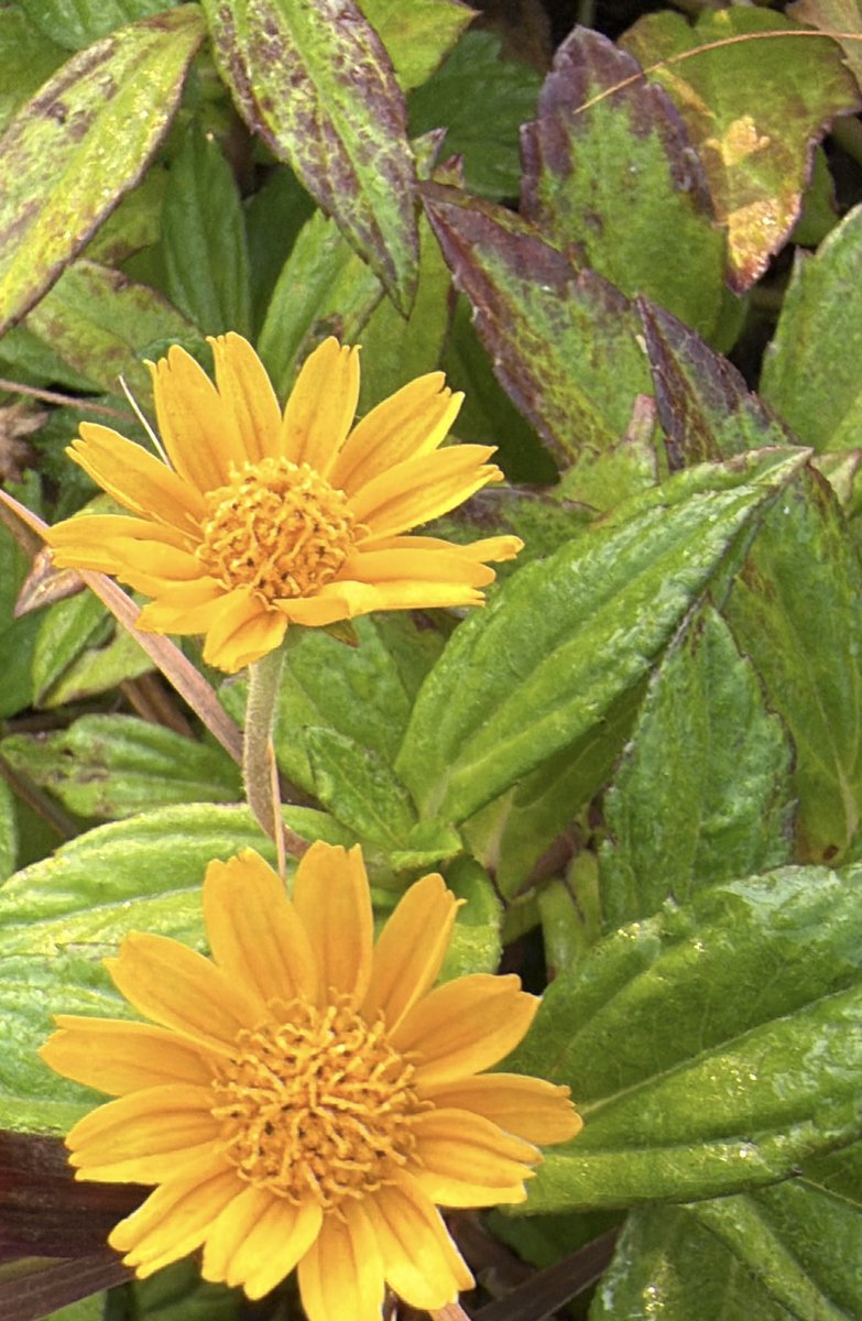 artizzzz's tweet image. Humor is the spiciest condiment in the feast of existence. Laugh at your mistakes but learn from them, joke over your troubles but gather strength from them, make a jest of your difficulties but overcome them.

Lucy Maud Montgomery

#WednesdayWisdom
#QuotesFromFiction…