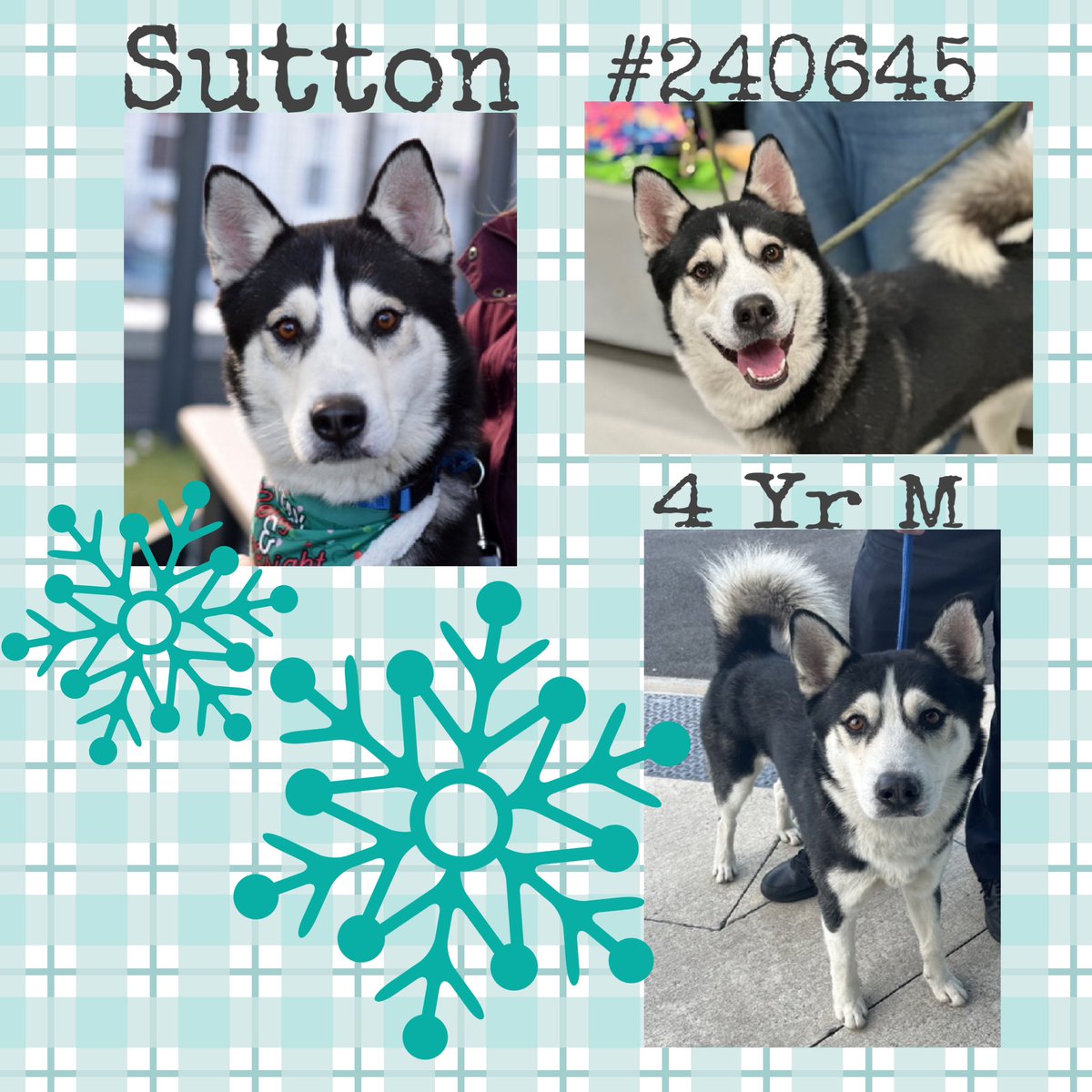 Quinnqueens's tweet image. ❄️ SUTTON ❄️
#240645 #QueensACC 4 Yr M
Sutton’s smile can light up the room, he’s a handsome husky. He’s waited 20+ days 4 that one special human to love him. He’s energetic &amp;amp; playful, needs slow intros 2 new people/places. #AdoptMe #Foster 
nycacc.app/browse/240645
