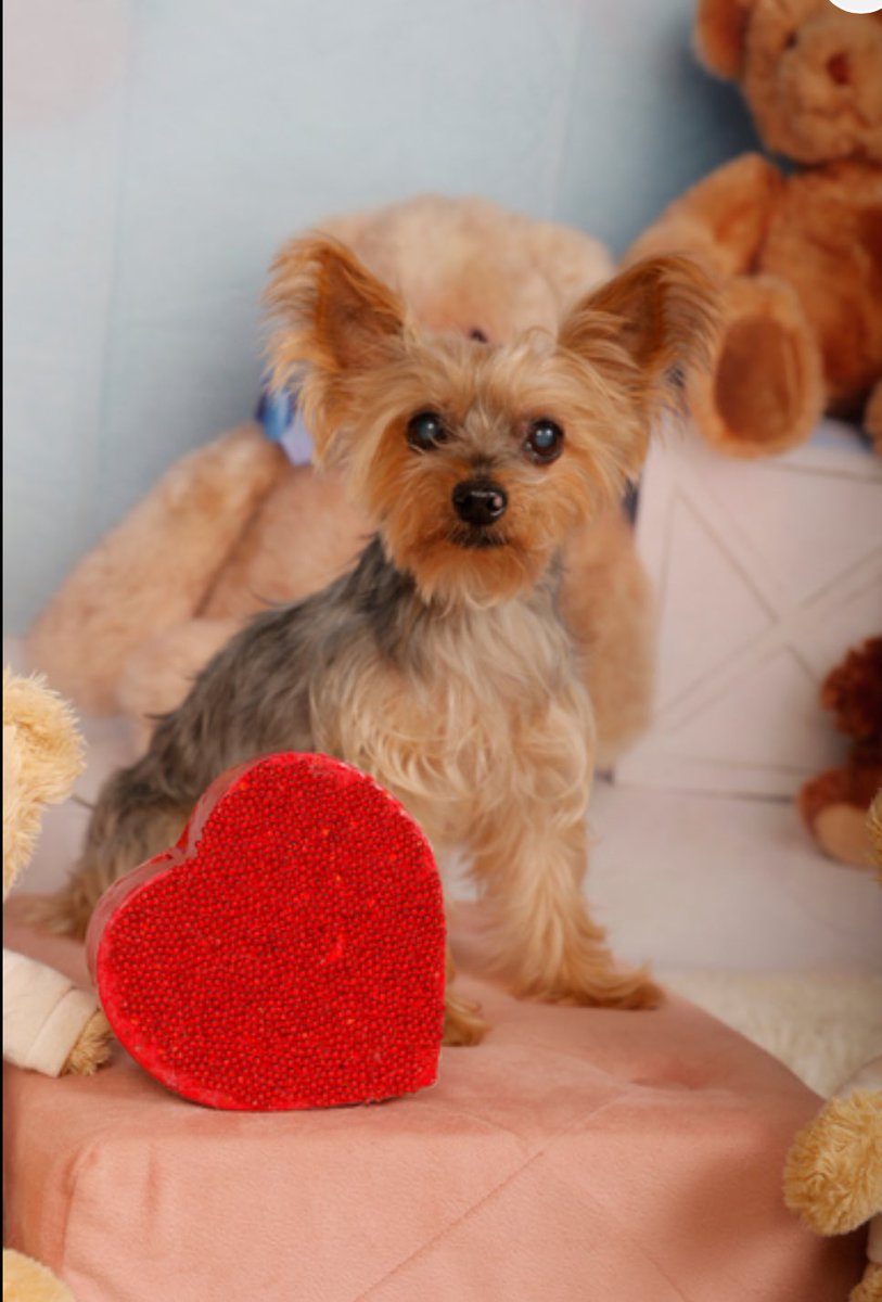 『カインズペットフォト💕』で、ついに撮ってもらいました💖

お兄ちゃん（くーた）だけの撮影でしたが、カメラマンさんこご好意で、まさかの皆んなで撮ってもらえました😍💕本当は2匹まで❗️

中々ない写真なので、セット購入しちゃいました🤣

#シーズー　#ののちゃん　#カートの高さ足りず埋もれてる