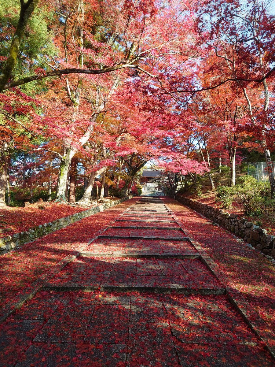 bisyamondo's tweet photo. 2025/11/26
昨日の雨でちょっとだけ勅使坂は紅葉の絨毯となりました。まだ紅葉はピークです。今年はまだ緑色の葉も残っています。#毘沙門堂 #毘沙門堂門跡 #京都 #山科 #桜 #紅葉 #朱印 #天台宗 #毘沙門天 #晩翠園 #弁天堂 #勅使坂 #仁王門 #宸殿 #もみじ #モミジ #ドウダンツツジ #敷紅葉 #紅葉の絨毯 https://t.co/UWlrS1QRbE