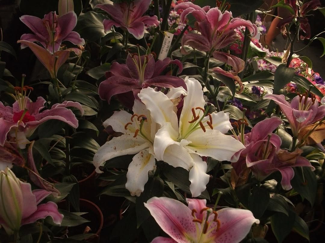 chaarpaai's tweet image. 