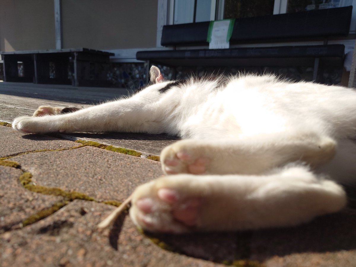 DEMPA1125's tweet photo. 捨猫らしいけどなんでこんな人懐っこくて可愛い猫を捨てるんだろ🥲 https://t.co/SFRDDtNK11