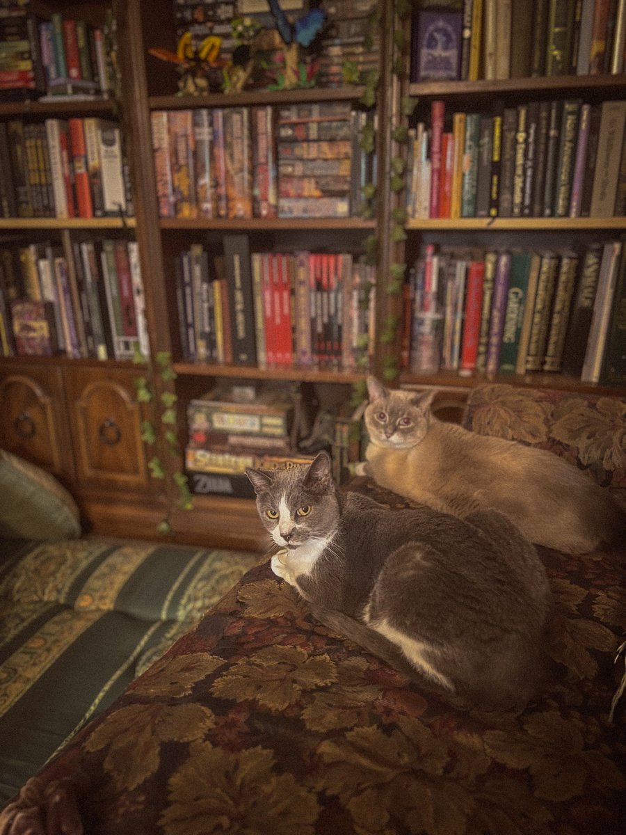 LiminalLark's tweet image. I got new bookshelves!  And by new, I mean used, but new to me- and that&apos;s basically brand new, so.