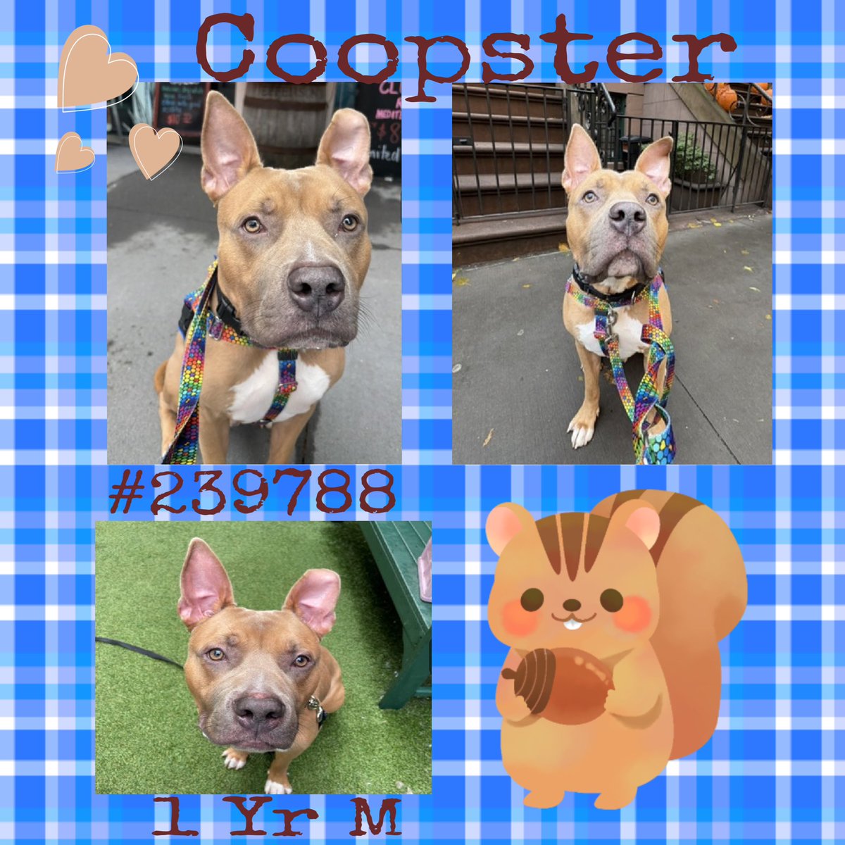 Quinnqueens's tweet image. 🍃🤎🍃 COOPSTER 🍃🤎🍃
#239788 #MACC 1 Yr M
Coopster is a heartthrob &amp;amp; is waiting to be ur confidant. Volunteer/staff favorite, he wiggles when excited. His favorite thing is to be showered w/affection. Adult only 🏡 #AdoptMe #Foster🤎
nycacc.app/browse/239788