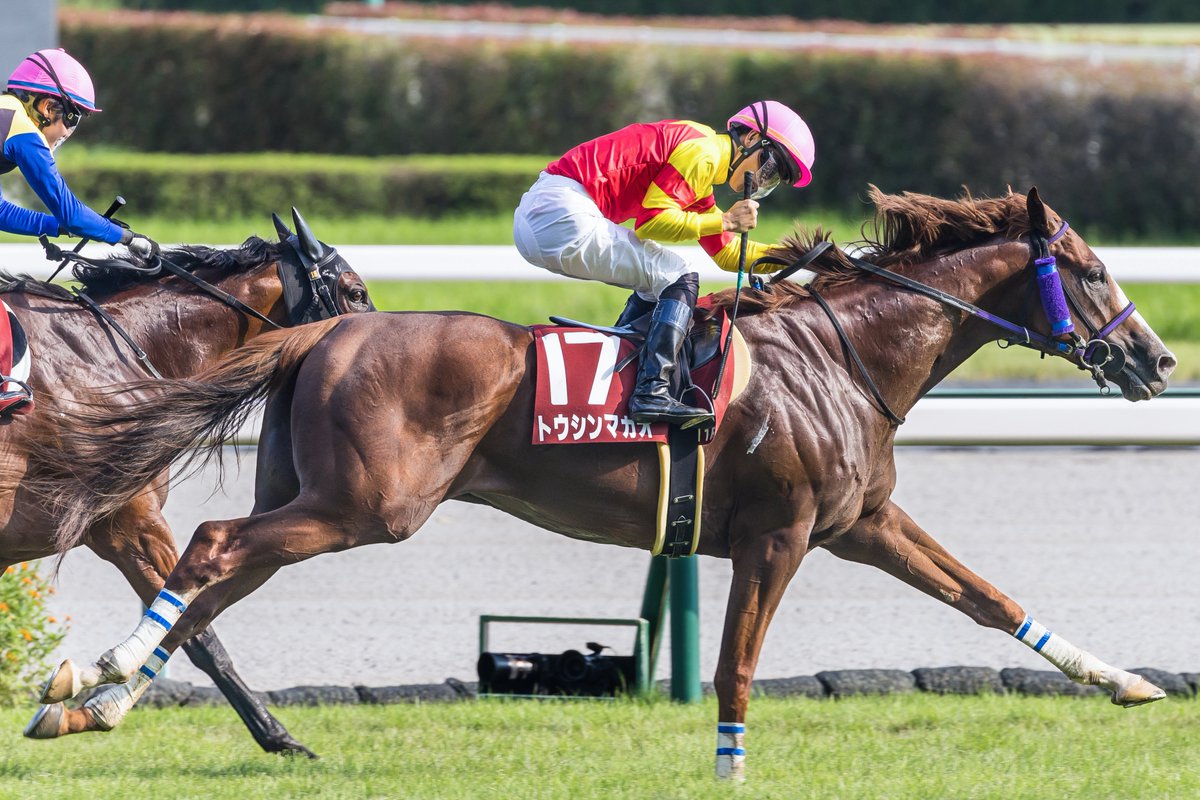 le_courage0610's tweet photo. コンスタントに走り続けてG2を2勝、G3を3勝

鮮やかな栗毛の馬体で贔屓の一頭でした

トウシンマカオ号、お疲れさまでした
種牡馬入りおめでとうございます

2024/9/8 セントウルステークス https://t.co/6ppm4k3D0x
