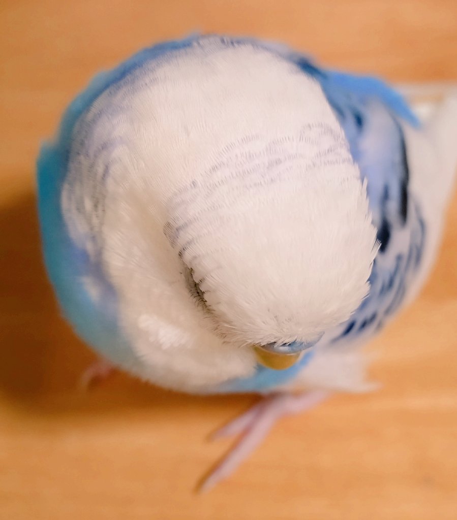 インコちゃん達 リクエスト受付確認用 セキセイインコ