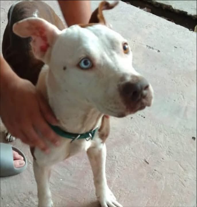 caninos911's tweet image. ‼️🐾EN ADOPCIÓN🐾‼️
Hermoso Pitbull de 2 añitos en busca de una familia responsable. 
*Esterlizado, vacunado y desparasitado. 

Adopciones WhatsApp: 
993 194 0616 

Fomentemos el amor, el respeto y el cuidado hacia nuestros compañeros de vida.
#Caninos911 #Refugio #Dogs