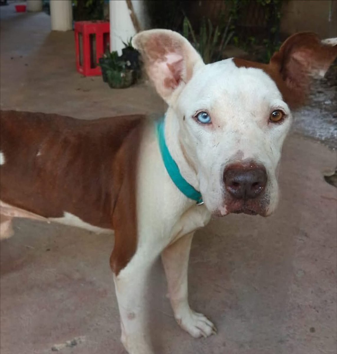 caninos911's tweet image. ‼️🐾EN ADOPCIÓN🐾‼️
Hermoso Pitbull de 2 añitos en busca de una familia responsable. 
*Esterlizado, vacunado y desparasitado. 

Adopciones WhatsApp: 
993 194 0616 

Fomentemos el amor, el respeto y el cuidado hacia nuestros compañeros de vida.
#Caninos911 #Refugio #Dogs
