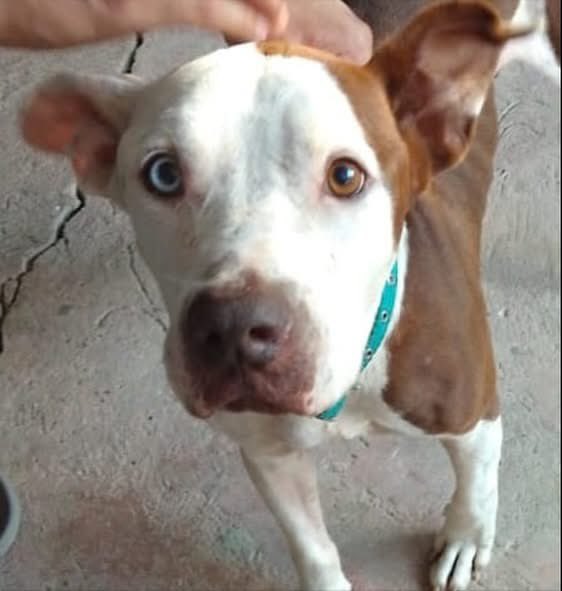 caninos911's tweet image. ‼️🐾EN ADOPCIÓN🐾‼️
Hermoso Pitbull de 2 añitos en busca de una familia responsable. 
*Esterlizado, vacunado y desparasitado. 

Adopciones WhatsApp: 
993 194 0616 

Fomentemos el amor, el respeto y el cuidado hacia nuestros compañeros de vida.
#Caninos911 #Refugio #Dogs