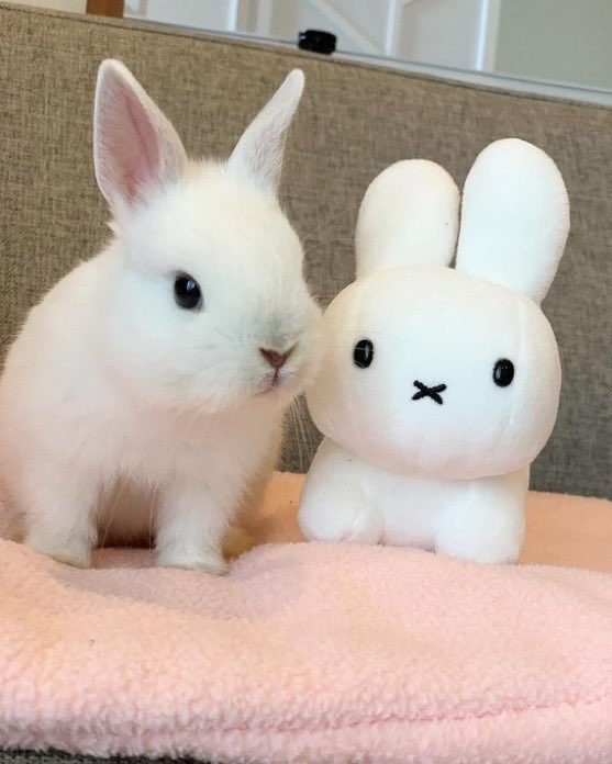 Bunnies (@bunnies) on Twitter photo 
