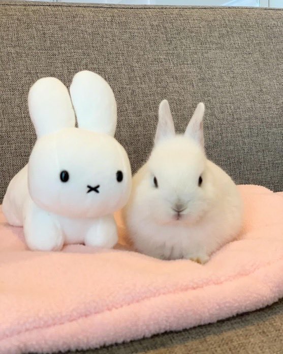Bunnies's tweet photo. https://t.co/LJMATnjVRe