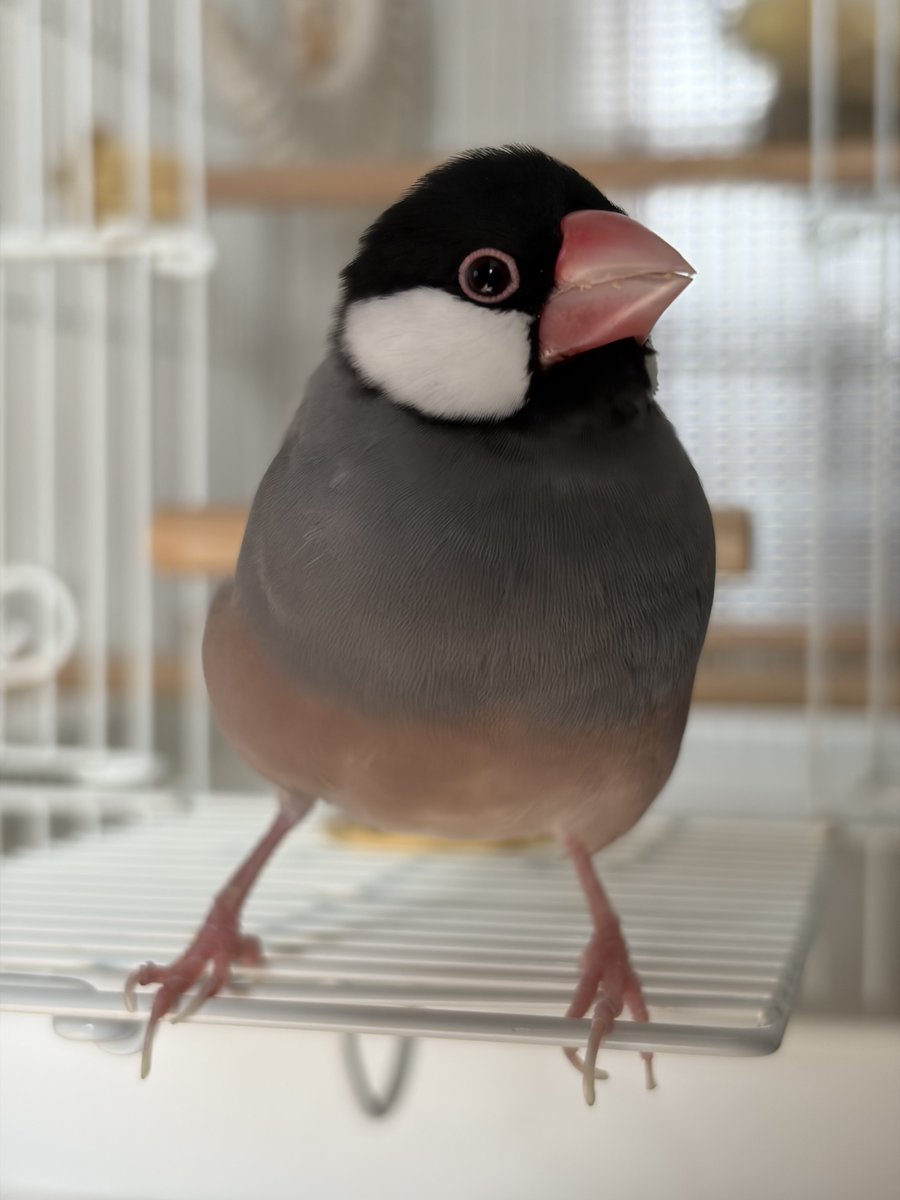 今日もかわいい😮‍💨