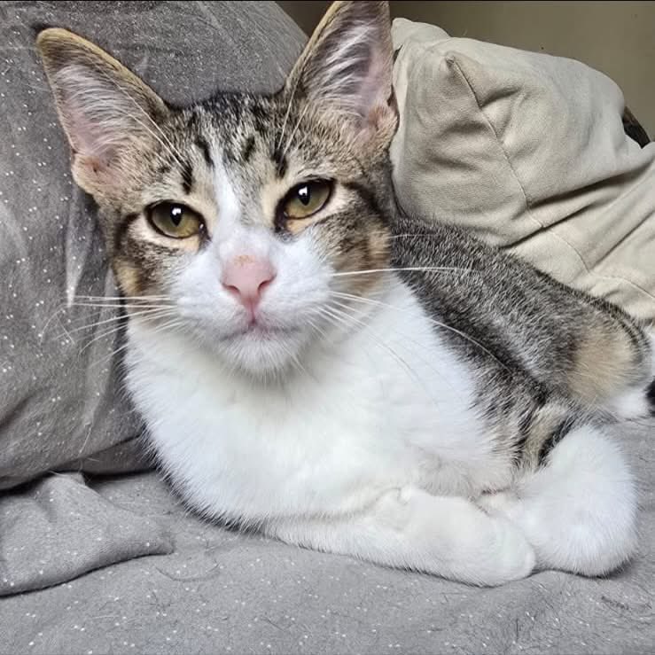 caninos911's tweet image. ‼️🐾EN ADOPCIÓN🐾‼️
Hermosos gatitos en busca de una familia responsable. 

Adopciones WhatsApp: 
993 194 0616 

Fomentemos el amor, el respeto y el cuidado hacia nuestros compañeros de vida.
#Caninos911 #Refugio