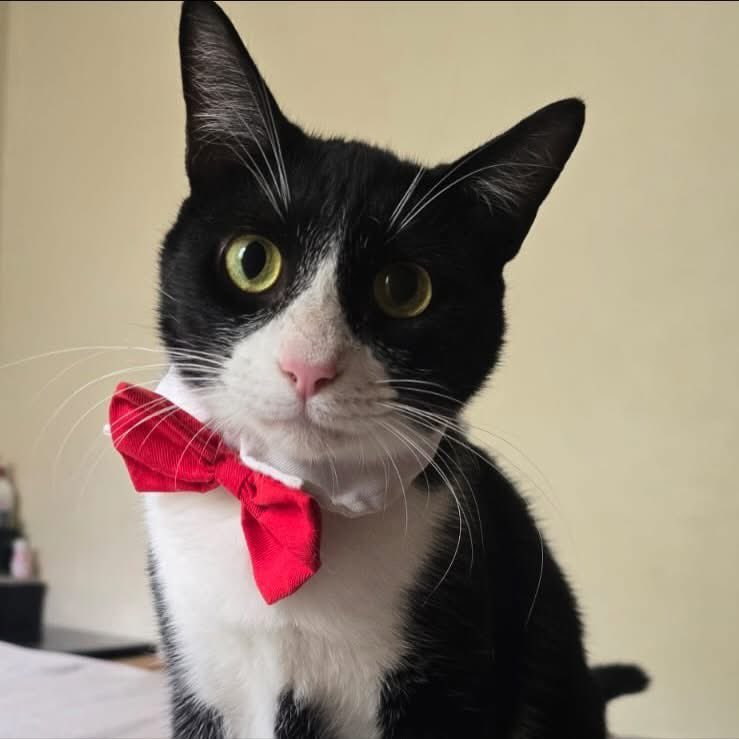 caninos911's tweet image. ‼️🐾EN ADOPCIÓN🐾‼️
Hermosos gatitos en busca de una familia responsable. 

Adopciones WhatsApp: 
993 194 0616 

Fomentemos el amor, el respeto y el cuidado hacia nuestros compañeros de vida.
#Caninos911 #Refugio