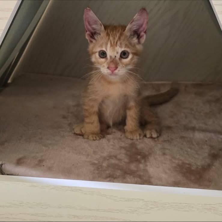 caninos911's tweet image. ‼️🐾EN ADOPCIÓN🐾‼️
Hermosos gatitos en busca de una familia responsable. 

Adopciones WhatsApp: 
993 194 0616 

Fomentemos el amor, el respeto y el cuidado hacia nuestros compañeros de vida.
#Caninos911 #Refugio