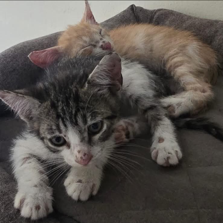 caninos911's tweet image. ‼️🐾EN ADOPCIÓN🐾‼️
Hermosos gatitos en busca de una familia responsable. 

Adopciones WhatsApp: 
993 194 0616 

Fomentemos el amor, el respeto y el cuidado hacia nuestros compañeros de vida.
#Caninos911 #Refugio