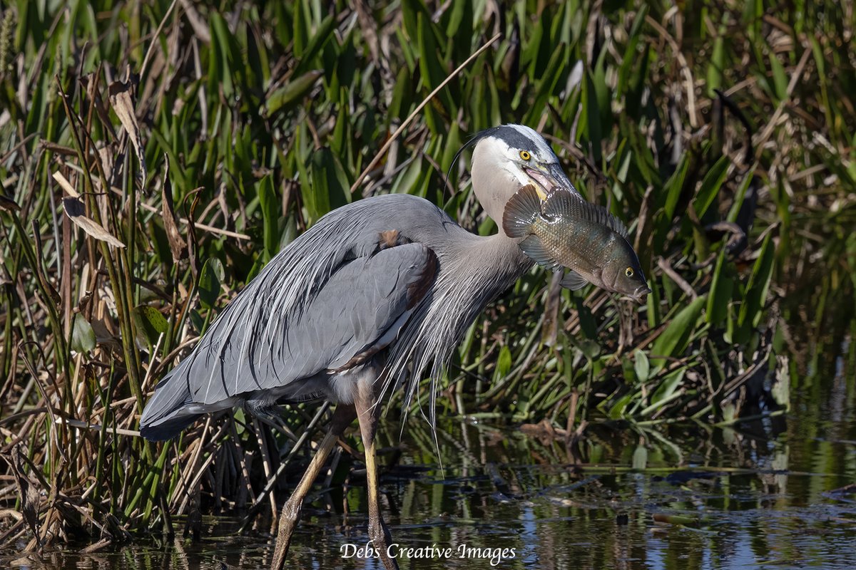 daquick's tweet photo. A Great Blue Heron with an impressive catch! Photo by Debbie Quick, Debs Creative Images. https://t.co/mfJ2XPbdKy #GreatBlueHeron #BirdPhotography #WildlifeMoments #FloridaWildlife #NaturePhotography #DebsCreativeImages #DebbieQuick #fish #wetlands #birding #wakodahatcheewetlands https://t.co/lhUGtZOpPY