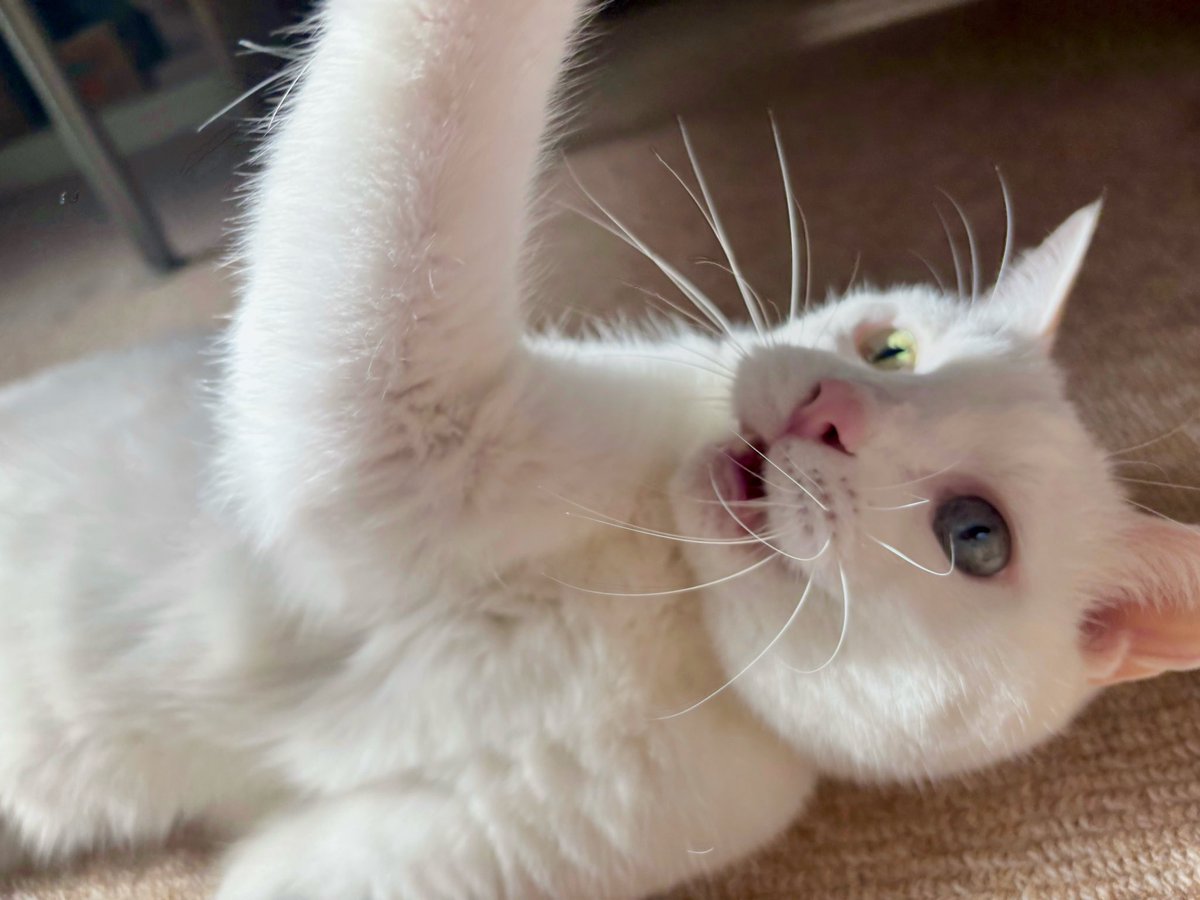 おひさま🌞入ってきてご機嫌さんで遊んでくれた♬
完全におヒゲにピントが合ってるけど…
#猫のいる暮らし　#猫のいる幸せ　#猫