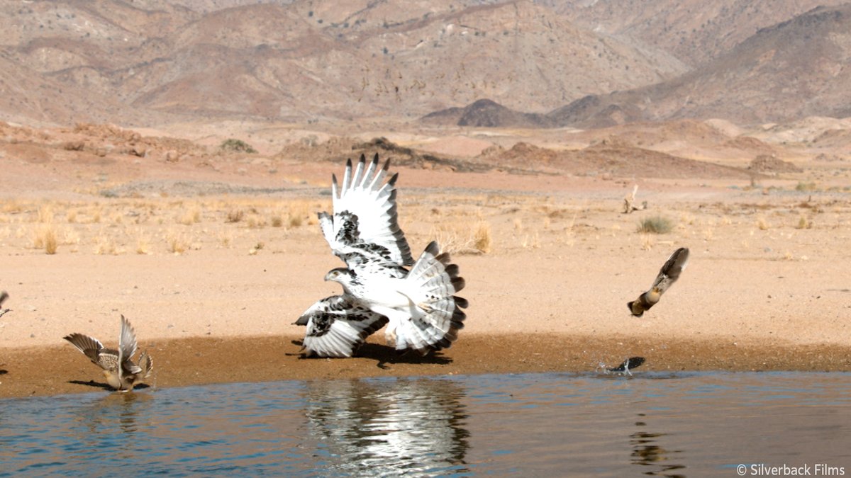 nhk_darwin's tweet image. 池に集まるサケイに襲いかかるのは
恐ろしいハンター・クマタカ！

ヒナに水を運ぼうとする
サケイのお父さんに次々と襲撃

命がけの子育てサバイバルです！

🟧⏰30日 日曜夜7時30分～🟧
『ピンチを乗り切れ！ 子育てサバイバル』
nhk.jp/darwin/

#ダーウィンが来た　#ダーウィン鳥部