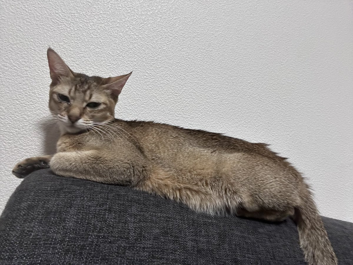 GE812_'s tweet photo. 🐱にゃにみてるですか？

#保護猫 #元野良猫  #cat #猫のいる幸せ #猫のいる暮らし #猫のいる生活 #猫好きさんと繋がりたい https://t.co/jRY9tQGTqa