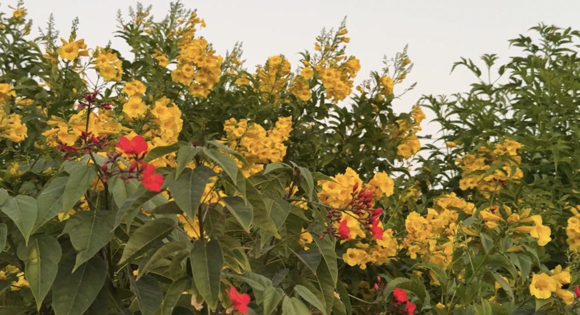 🌴. #قال_الله_تعالى :
﴿ إستجيبوا لربكم من قبل 
أن يأتي يوم لا مَرَدّ له من الله 
ما لكم من ملجأ يومئذ وما
لكم من نكير ﴾ *
• في هذه الآية الكريمة 
يأمر الله تعالى عباده 
بالاستجابة له، بامتثال ما 
أمر به،واجتناب ما نهى
عنه، وبالمبادرة بذلك
وعدم التسويف،من قبل 
أن يأتي يوم