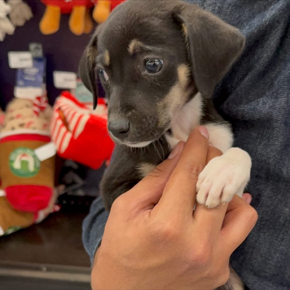 caninos911's tweet image. ‼️🐾EN ADOPCIÓN🐾‼️
Hermosos cachorritos en busca de una  familia responsable. 

Adopciones WhatsApp: 
993 194 0616 
Apadrinamientos: 993 207 2120

Cuenta BBVA Bancomer:
0112038234
Clabe: 012790001120382345
PayPal: refugiocaninos911@gmail.com

#Caninos911 #Refugio #Dogs